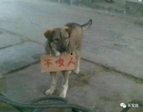 狗咬人最新爆料,最新爆料揭露惊人内幕  第1张